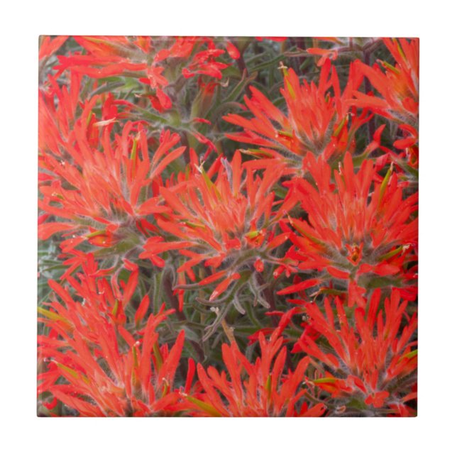 Carreau Wyoming, comté de Lincoln, Desert Paintbrush (Devant)
