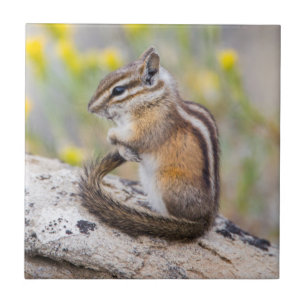 Carreau Wyoming, Comté De Sublette, Moins Chipmunk