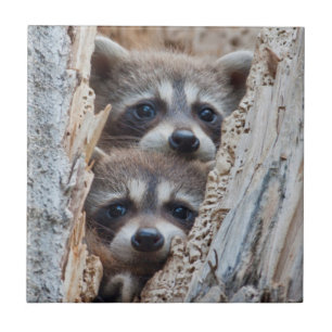 Carreau Wyoming, Lincoln County, Raccoon