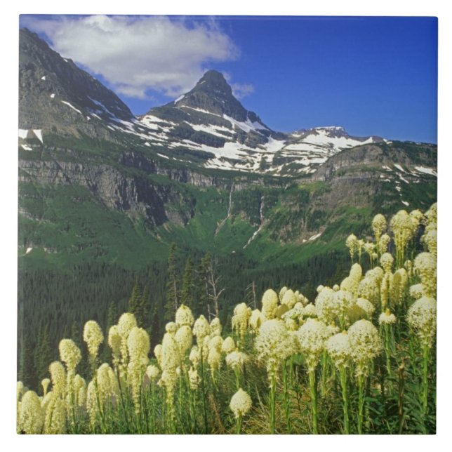 Carreau Xerophyllum à Logan Pass dans le parc national de  (Devant)