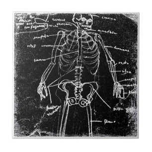 Carreau yaie tokyo anatomie du squelette humain