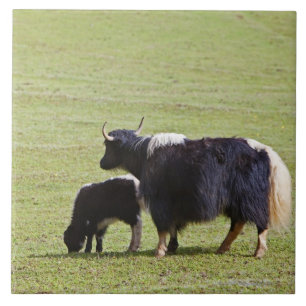 Carreau Yaks de vache et de veau, Lijiang