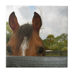 Carreau yeux au-dessus de tête de cheval de barrière