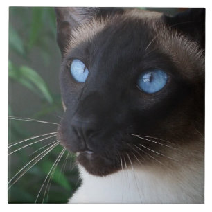 Carreau Yeux bleus de chat siamois