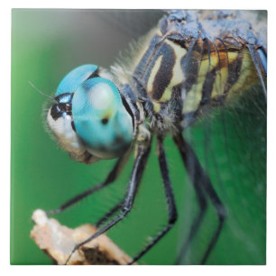Carreau Yeux bleus de plan rapproché de Darner de