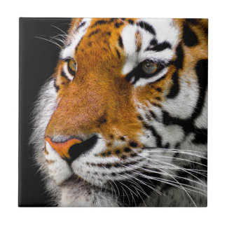 Carreau Yeux de tigres sauvages