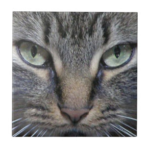 Carreau Yeux d'un Maine Coon Kitty Chat Carrelage en céram