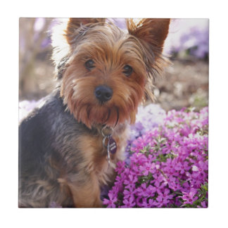 Carreau Yorkshire Terrier