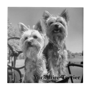 Carreau Yorkshire Terrier, noir et blanc,