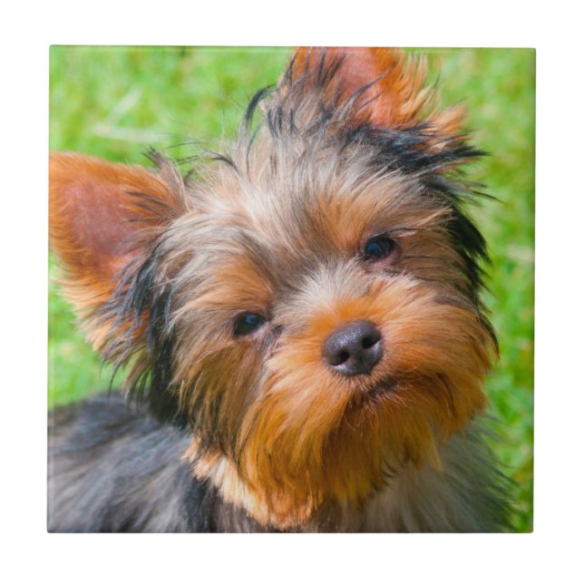Carreau Yorkshire Terrier qui regarde vers le haut (Devant)