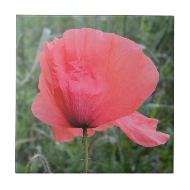 Carreau Zarte a écrit Mohnblume (Devant)