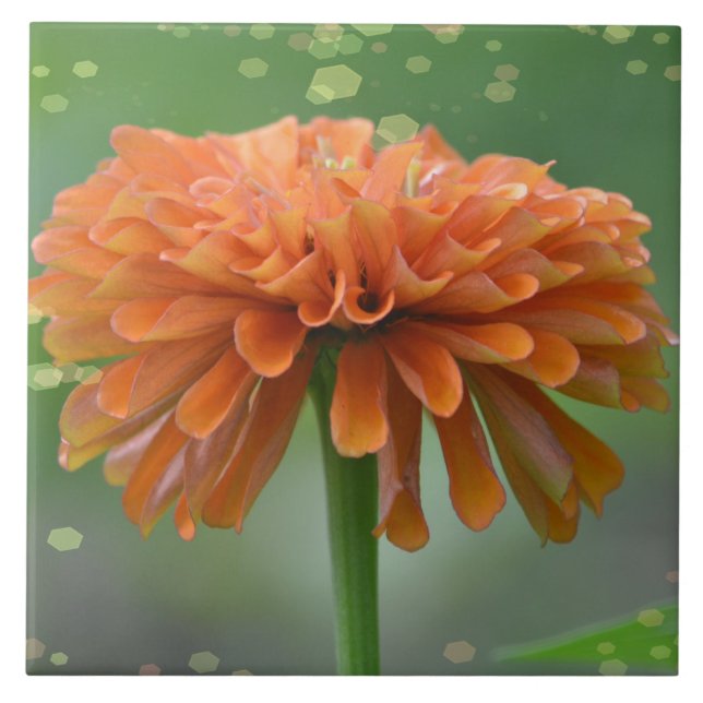 Carreau Zazzled Zinnia (Devant)