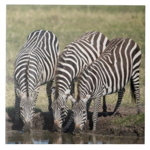 Carreau Zebra Dans Un Cadre Naturel Africain Carrelage En