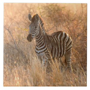 Carreau Zebra foal in morning light