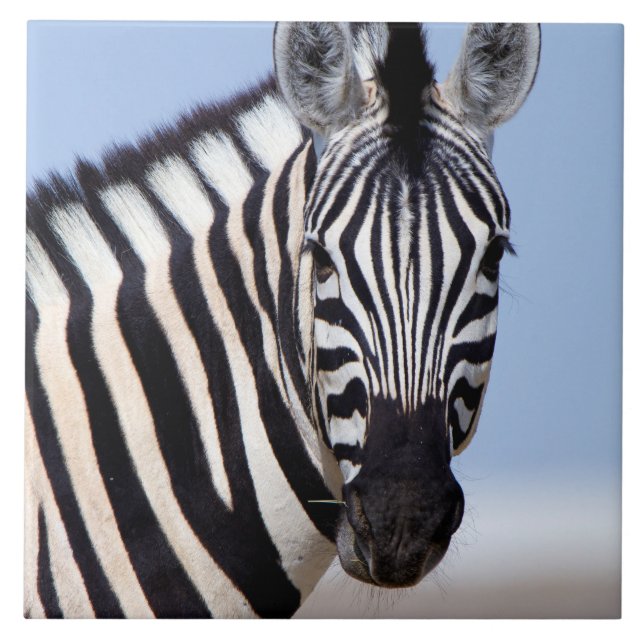 Carreau Zebra vous regarde (Devant)