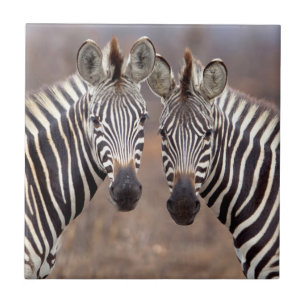 Carreau Zèbres des plaines, parc national Kruger