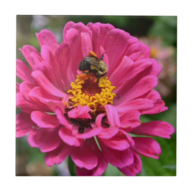 Carreau Zinnia rose et bourdon (Devant)