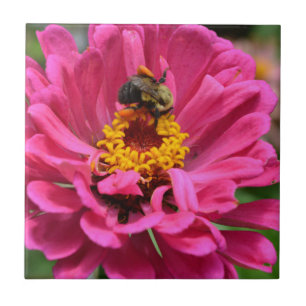 Carreau Zinnia rose et Bumble bee