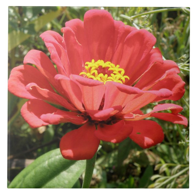 Carreau Zinnia Rouge (Devant)