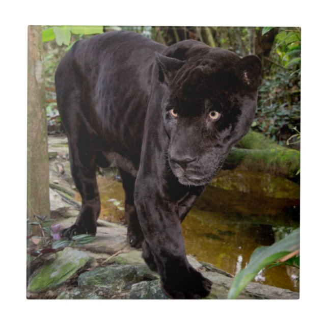 Carreau Zoo de la ville de Belize. Panthère noire (Devant)