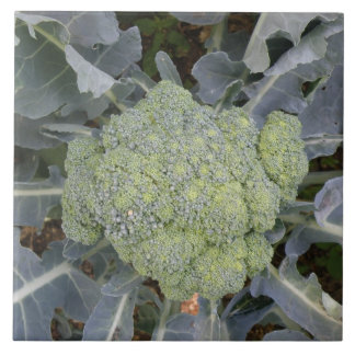 Carreaux Broccoli
