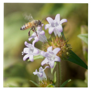 Carreaux céramiques Fleurs d'Abeilles de miel