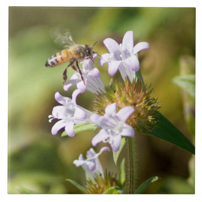 Carreaux céramiques Fleurs d'Abeilles de miel (Devant)