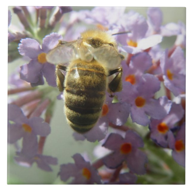 Carreaux d'abeilles et de fleurs de bouddleia (Devant)