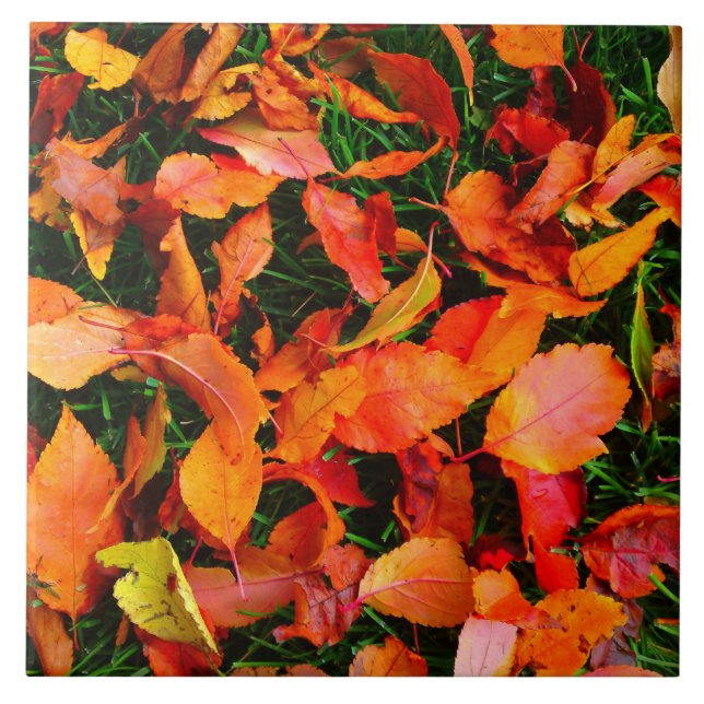 Carreaux d'automne (Devant)
