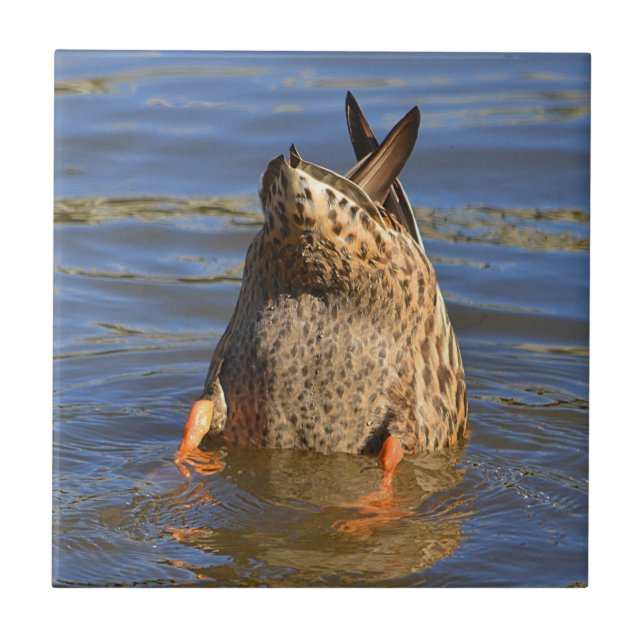 Carreaux de canard vers le haut (Devant)