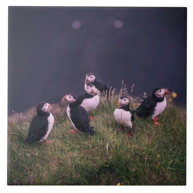 Carreaux de céramique des Puffins de l'Atlantique (Devant)