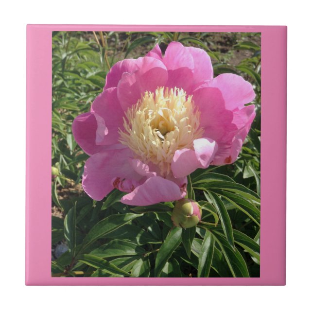 Carreaux de céramique rose Peony (Devant)