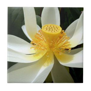 Carreaux de céramique Water Lily