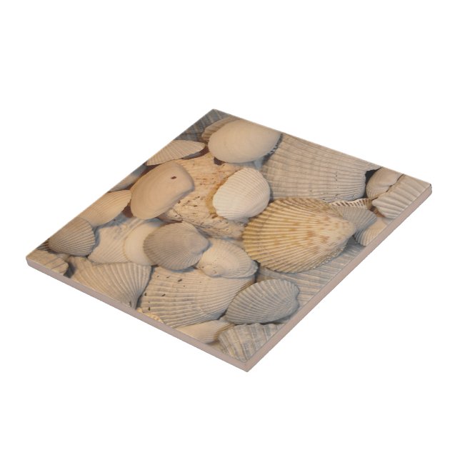 Carreaux de coquillages (Côté)