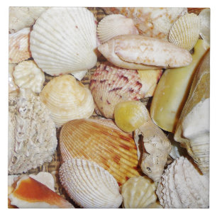 Carreaux de coquillages