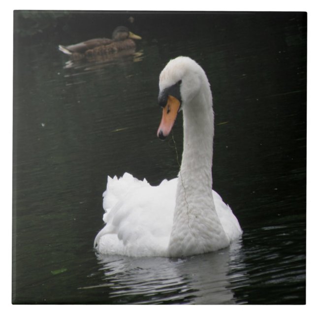 Carreaux de cygne blanc (Devant)