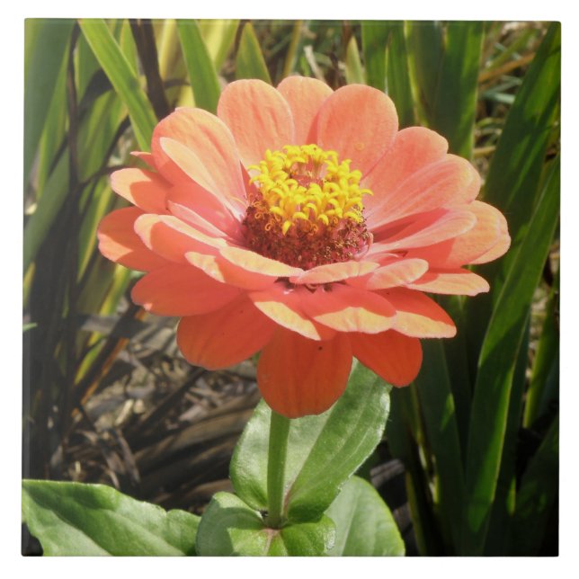 Carreaux de fleurs d'Orange Zinnia (Devant)