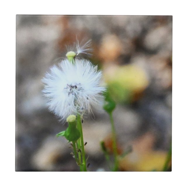 Carreaux de graines de Dandelion (Devant)