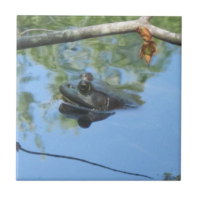 Carreaux de grenouille (Devant)