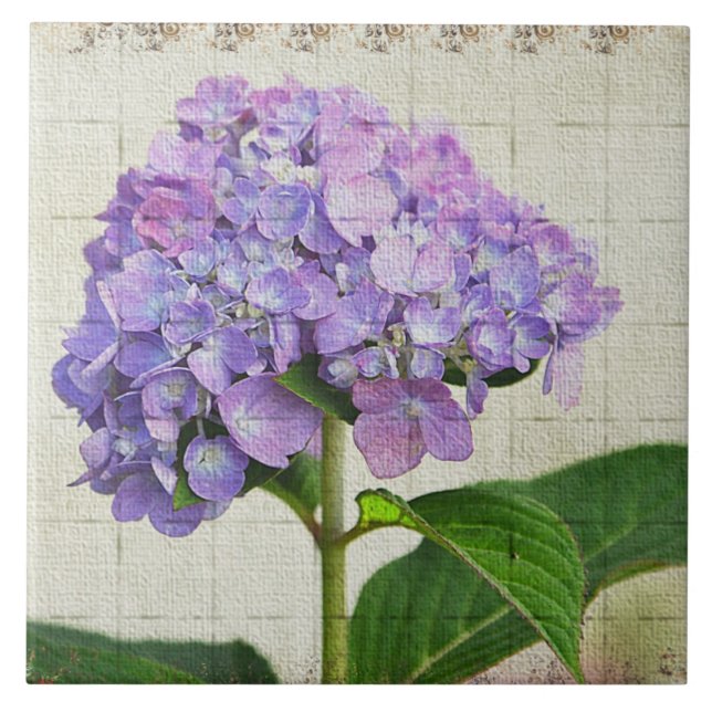 Carreaux de lavande Hydrangea (Devant)