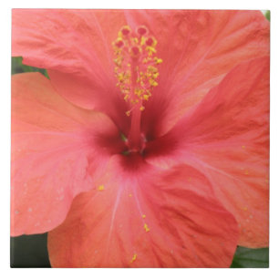 Carreaux de macro à fleurs d'Hibiscus orange