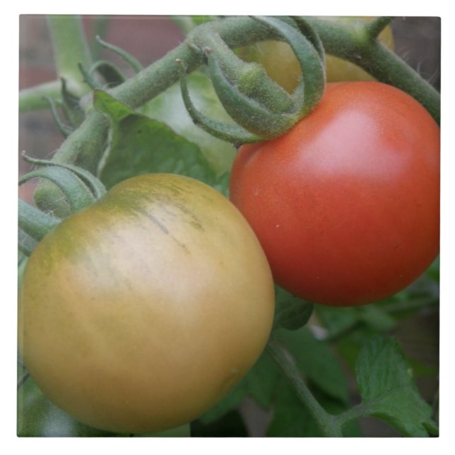 Carreaux de tomates orange et rouge (Devant)