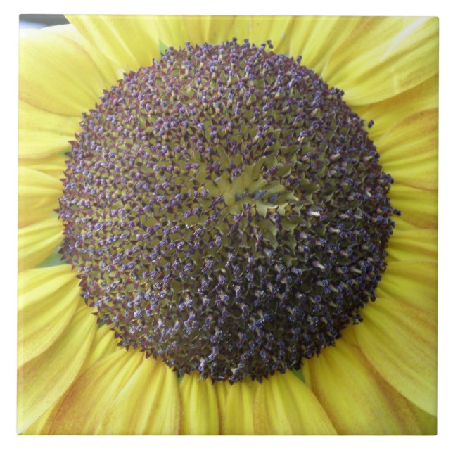 Carreaux de tournesol jaune (Devant)