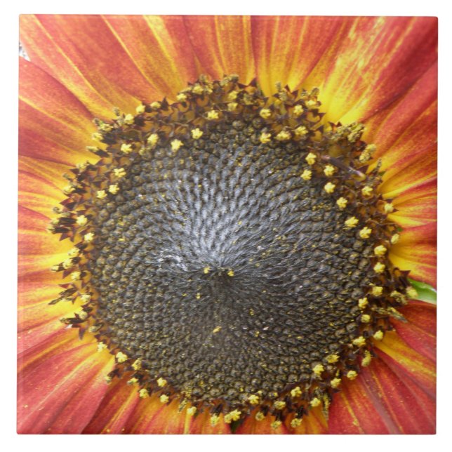 Carreaux de tournesol rouge et jaune (Devant)
