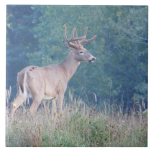 Carreaux décoratifs de cerf blanc (profil)