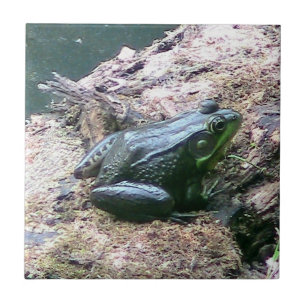 Carreaux décoratifs de grenouille verte