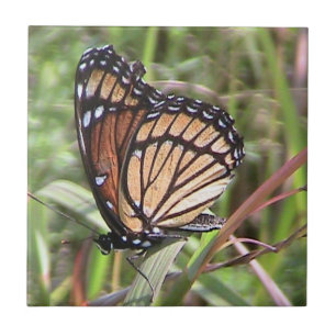 Carreaux décoratifs Monarch Butterfly