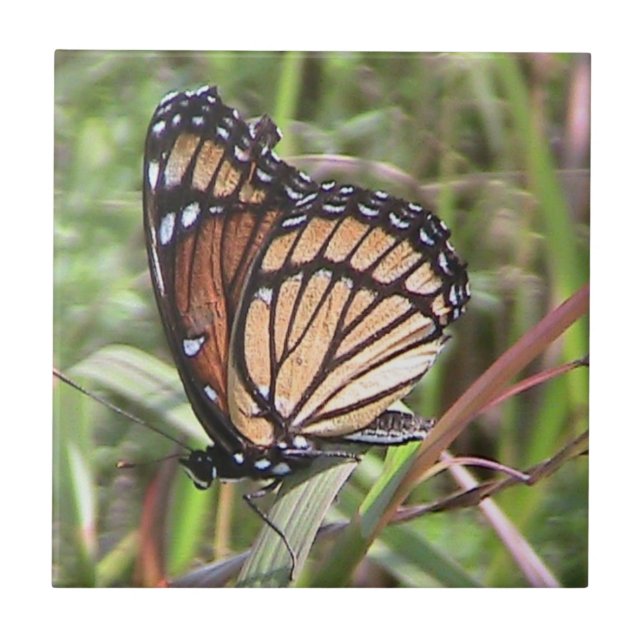 Carreaux décoratifs Monarch Butterfly (Devant)