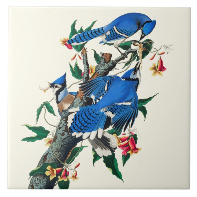 Carreaux en céramique Blue Jays (Devant)