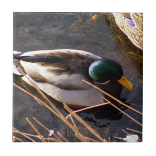 Carreaux en céramique de canard en bois